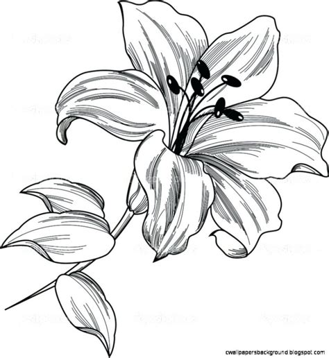 white lily drawing|free printable lily drawing.